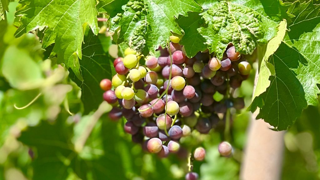 Trockeneis im Weinbau
