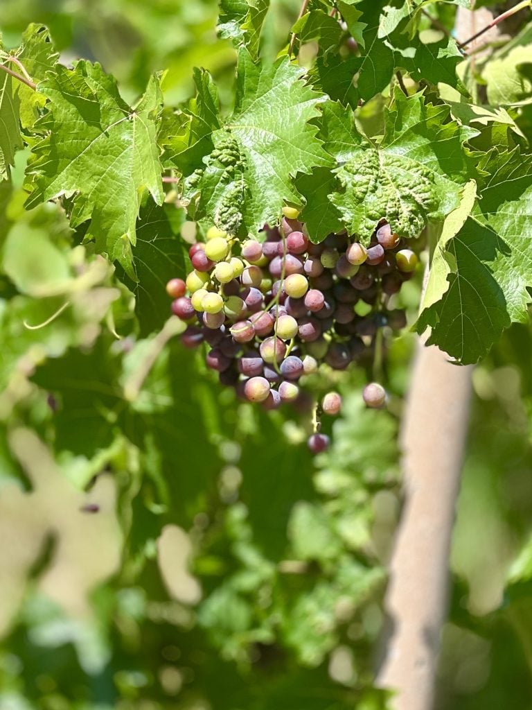 Dry ice in viticulture